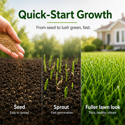 Evergreen dwarf grass seed for four seasons