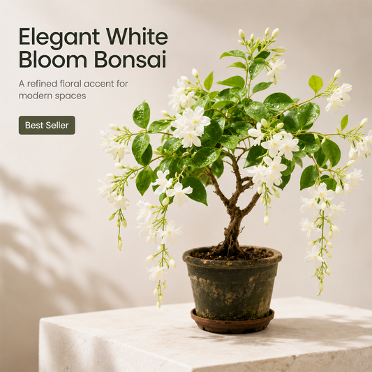Midnight Perfume Jasmine Seeds