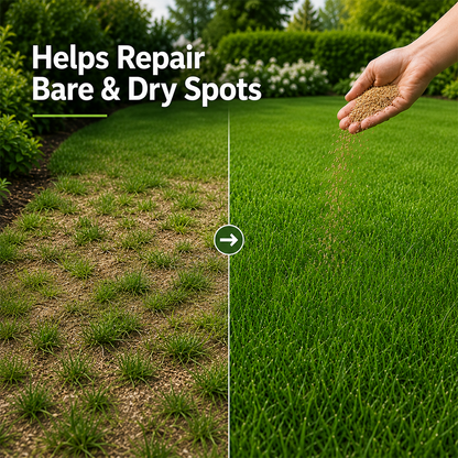 Evergreen dwarf grass seed for four seasons