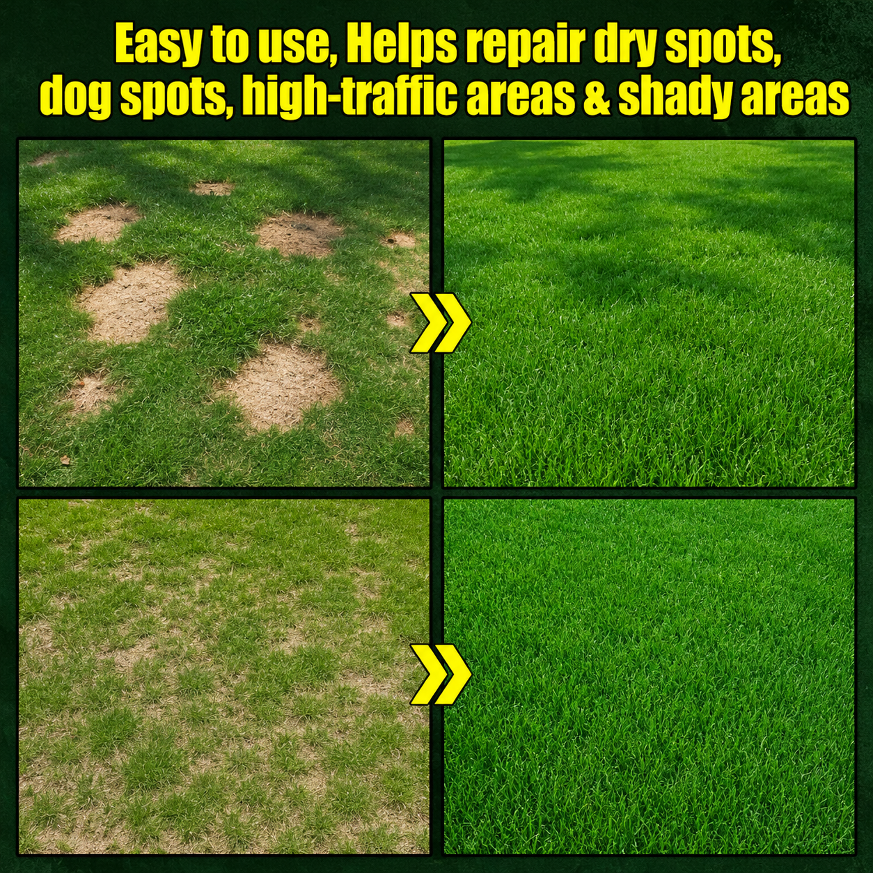 Evergreen dwarf grass seed for four seasons